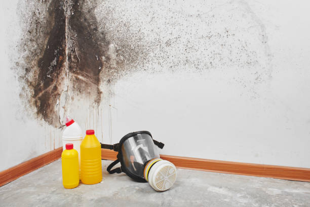 Best Black Mold Remediation in Herriman, UT