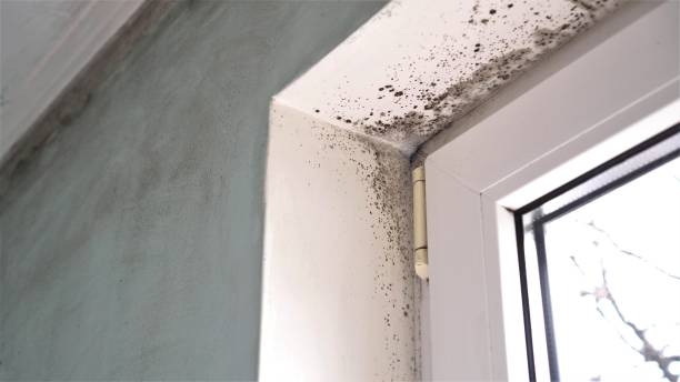 Best Localized Mold Remediation (e.g., coastal areas, humid climates) in Herriman, UT