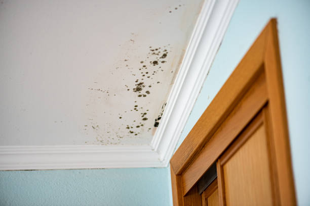 Reliable Herriman, UT Mold Remediation Solutions