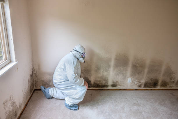 Best Commercial Mold Remediation in Herriman, UT