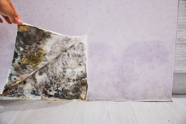 Best Health and Safety Mold Remediation in Herriman, UT